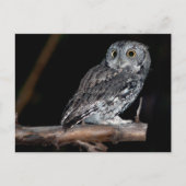Grey Morph Eastern Screech Owl in Midnight Briefkaart (Voorkant)