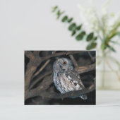 Grey Morph Eastern ScreechOwl bij nacht Briefkaart (Staand voorkant)