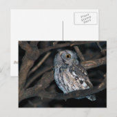 Grey Morph Eastern ScreechOwl bij nacht Briefkaart (Voorkant / Achterkant)