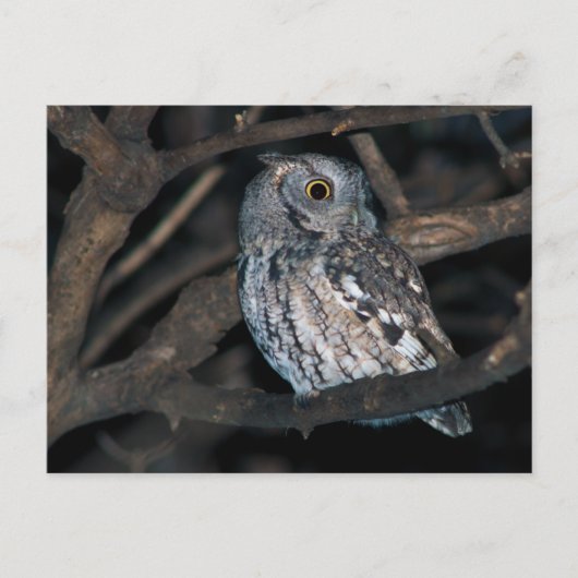 Grey Morph Eastern ScreechOwl bij nacht Briefkaart (Voorkant)