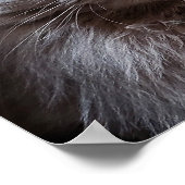 Grey Nebelung Long Hair Russisch Blue Cat Poster (Hoek)