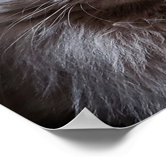 Grey Nebelung Long Hair Russisch Blue Cat Poster (Hoek)
