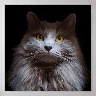 Grey Nebelung Long Hair Russisch Blue Cat Poster