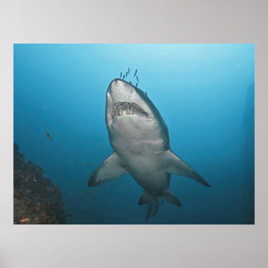 Grey Nurse Shark Poster (Voorkant)