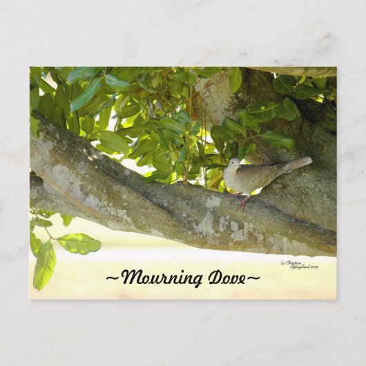 Grey rouwende duif vogel Briefkaart (Voorkant)