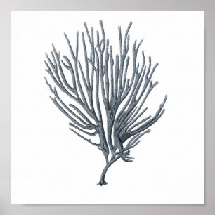 Grey Sealife Group 12A Afdrukken #6 Zee Koraal Poster