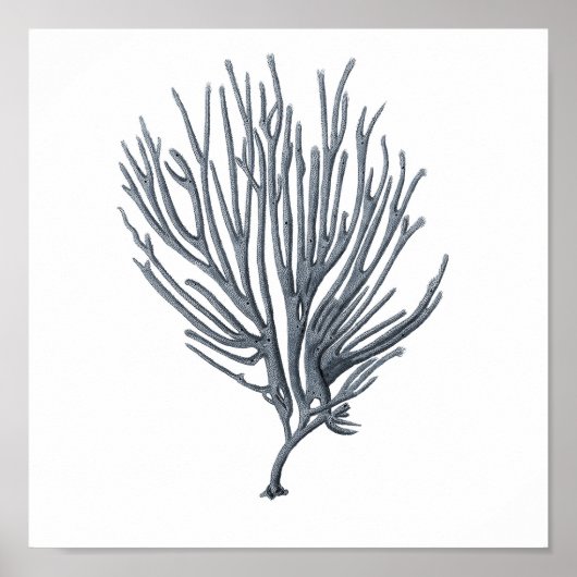 Grey Sealife Group 12A Afdrukken #6 Zee Koraal Poster (Voorkant)