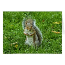 Grey Squirrel, Bute Park, Cardiff