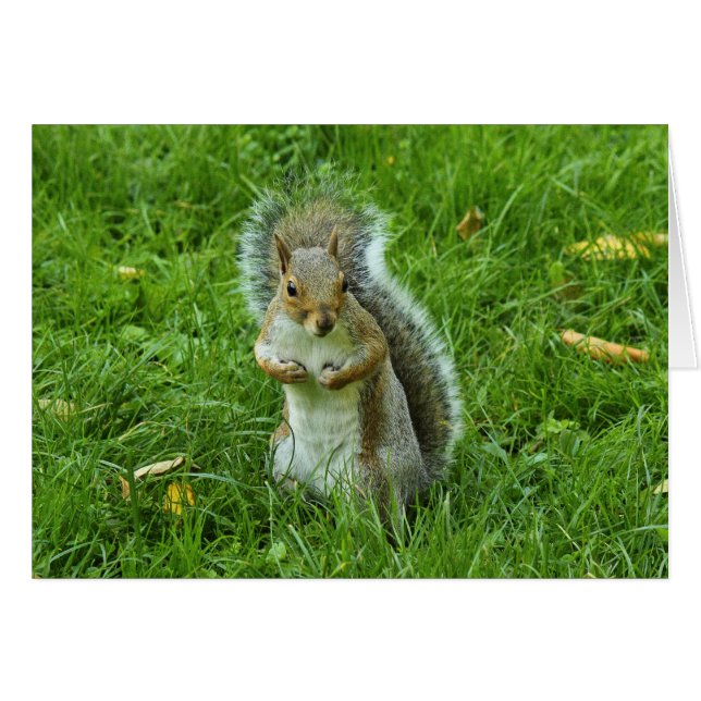 Grey Squirrel, Bute Park, Cardiff (Voorkant Horizontaal)