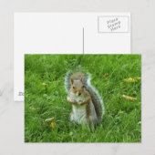 Grey Squirrel, Bute Park, Cardiff Briefkaart (Voorkant / Achterkant)