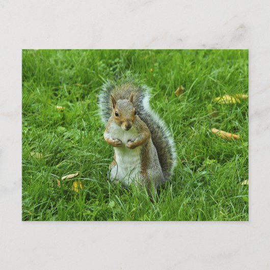 Grey Squirrel, Bute Park, Cardiff Briefkaart (Voorkant)