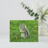 Grey Squirrel, Bute Park, Cardiff Briefkaart (Staand voorkant)