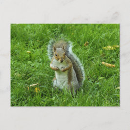 Grey Squirrel, Bute Park, Cardiff Briefkaart