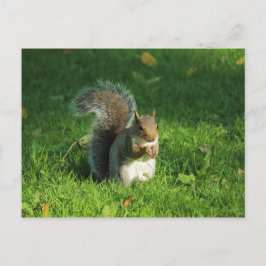 Grey Squirrel, Bute Park, Cardiff Briefkaart