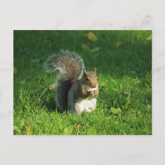 Grey Squirrel, Bute Park, Cardiff Briefkaart (Voorkant)