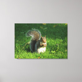 Grey Squirrel, Bute Park, Cardiff Canvas Afdruk