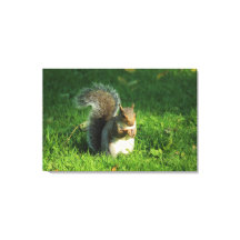 Grey Squirrel, Bute Park, Cardiff