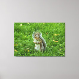 Grey Squirrel, Bute Park, Cardiff Canvas Afdruk