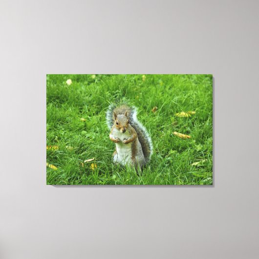 Grey Squirrel, Bute Park, Cardiff Canvas Afdruk (Voorkant)