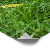 Grey Squirrel, Bute Park, Cardiff Poster (Hoek)