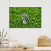 Grey Squirrel, Bute Park, Cardiff Poster (Keuken)