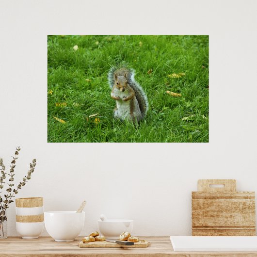 Grey Squirrel, Bute Park, Cardiff Poster (Keuken)