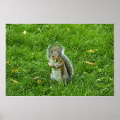 Grey Squirrel, Bute Park, Cardiff Poster (Voorkant)