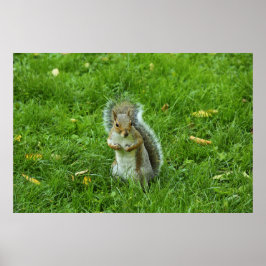 Grey Squirrel, Bute Park, Cardiff Poster