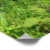 Grey Squirrel, Bute Park, Cardiff Poster (Hoek)