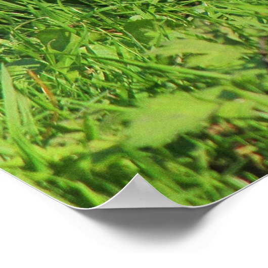 Grey Squirrel, Bute Park, Cardiff Poster (Hoek)