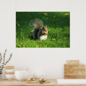 Grey Squirrel, Bute Park, Cardiff Poster (Keuken)
