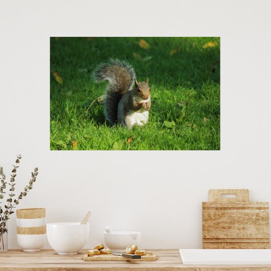 Grey Squirrel, Bute Park, Cardiff Poster (Keuken)