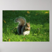 Grey Squirrel, Bute Park, Cardiff Poster (Voorkant)