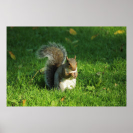 Grey Squirrel, Bute Park, Cardiff Poster