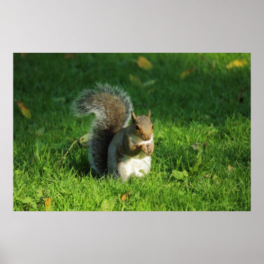 Grey Squirrel, Bute Park, Cardiff Poster (Voorkant)