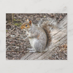 Grey Squirrel Bute Park, Cardiff, Wales. Briefkaart