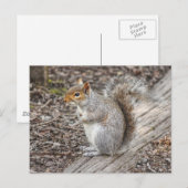 Grey Squirrel Bute Park, Cardiff, Wales. Briefkaart (Voorkant / Achterkant)