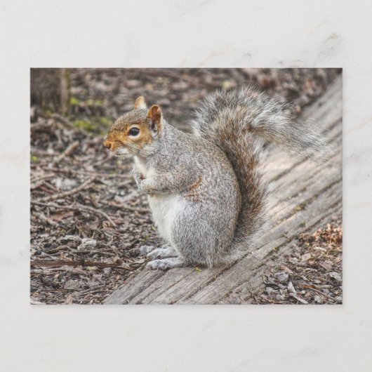Grey Squirrel Bute Park, Cardiff, Wales. Briefkaart (Voorkant)