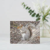 Grey Squirrel Bute Park, Cardiff, Wales. Briefkaart (Staand voorkant)