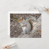 Grey Squirrel Bute Park, Cardiff, Wales. Kaart (Voorkant / Achterkant in situ)