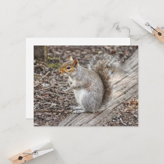 Grey Squirrel Bute Park, Cardiff, Wales. Kaart (Voorkant / Achterkant in situ)