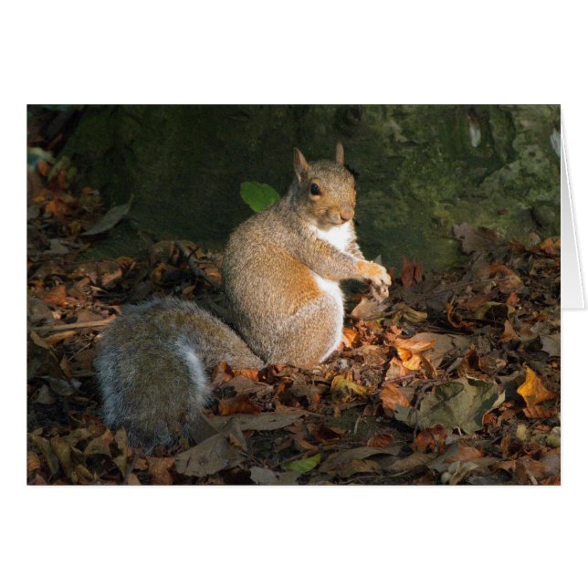 Grey Squirrel - Bute Park, Cardiff, Wales, VK (Voorkant Horizontaal)
