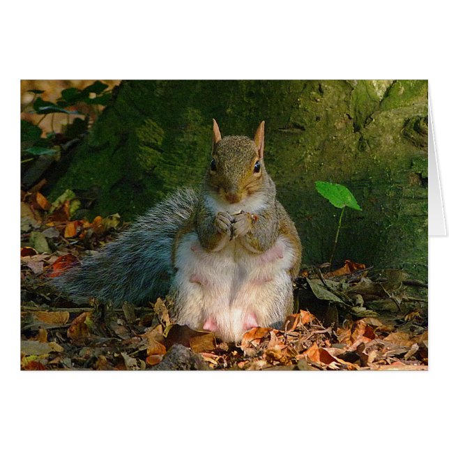 Grey Squirrel - Bute Park, Cardiff, Wales, VK (Voorkant Horizontaal)