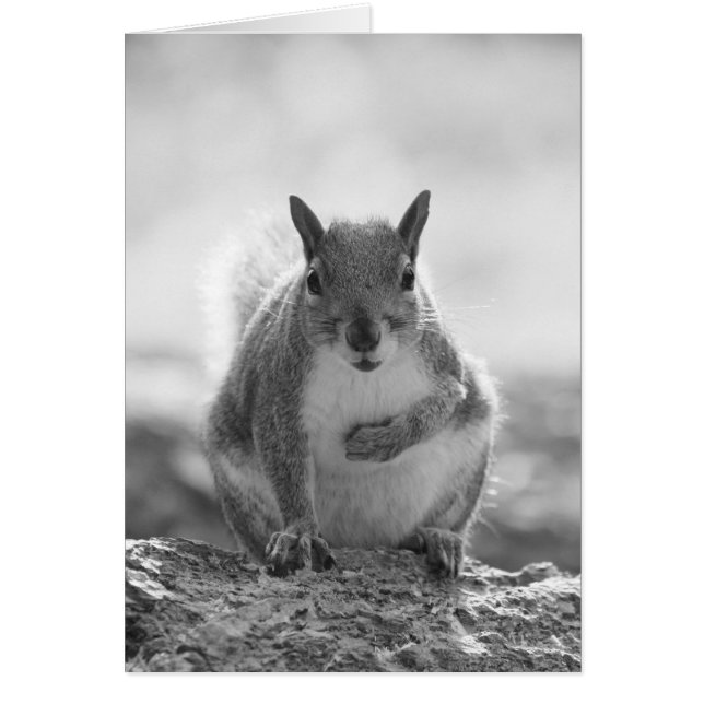 Grey Squirrel - Bute Park, Cardiff, Wales, VK (Voorkant)