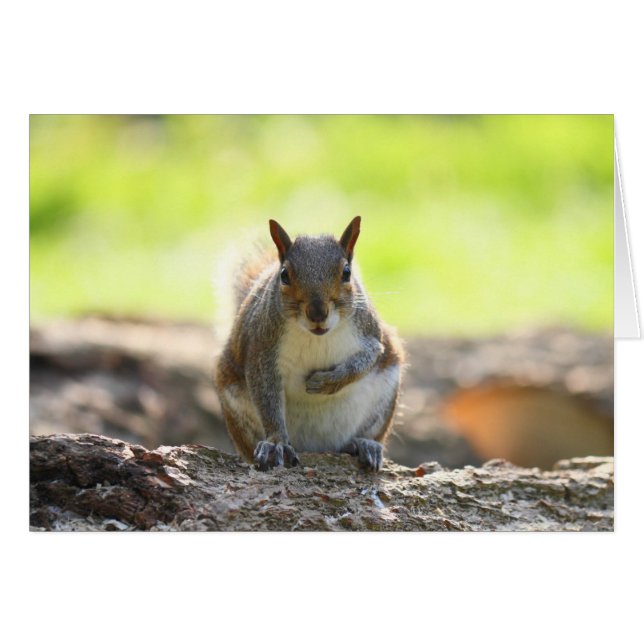 Grey Squirrel - Bute Park, Cardiff, Wales, VK (Voorkant Horizontaal)
