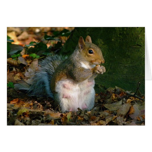Grey Squirrel - Bute Park, Cardiff, Wales, VK (Voorkant Horizontaal)