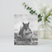 Grey Squirrel - Bute Park, Cardiff, Wales, VK Briefkaart (Staand voorkant)