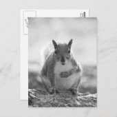 Grey Squirrel - Bute Park, Cardiff, Wales, VK Briefkaart (Voorkant / Achterkant)