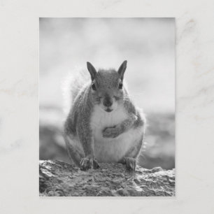 Grey Squirrel - Bute Park, Cardiff, Wales, VK Briefkaart