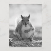Grey Squirrel - Bute Park, Cardiff, Wales, VK Briefkaart (Voorkant)